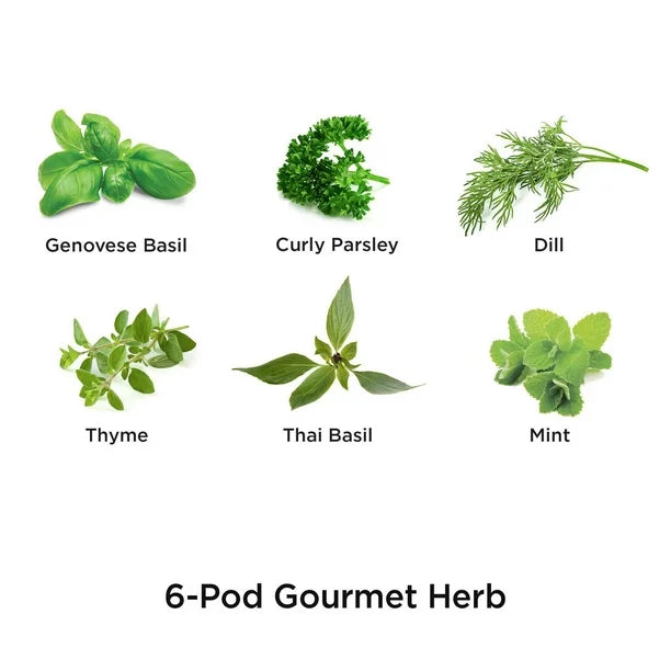 AeroGarden Gourmet Herb Seed Pod Kit (6-Pod)